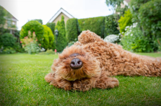 A furry friend who is rolling in a clean yard and enjoying the day!