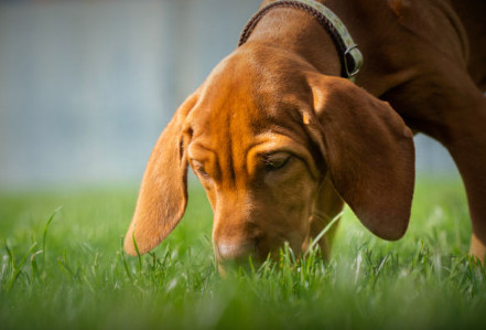 A dog enjoying the smell of his yard, just like you will!